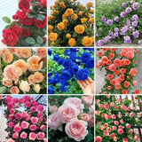 💥💥Climbing Rose Flower Seeds--Year Round Blooming (UK Imported)💥💥200Gram New