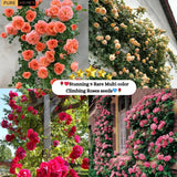 💥💥Climbing Rose Flower Seeds--Year Round Blooming (UK Imported)💥💥200Gram New