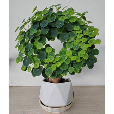 Stephania Erecta - Money Plant | 🔥 BUY 1 GET 2 FREE- OFFER ONLY FOR TODAY🔥SRSR