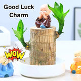 Lucky Brazil Wood Potted Plant | 🔥 BUY 1 GET 3 FREE- OFFER ONLY FOR TODAY🔥