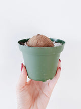 Stephania Erecta - Money Plant | 🔥 BUY 1 GET 2 FREE- OFFER ONLY FOR TODAY🔥SRSR