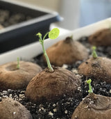 Stephania Erecta - Money Plant | 🔥 BUY 1 GET 2 FREE- OFFER ONLY FOR TODAY🔥DA