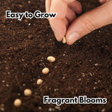 💥💥Climbing Rose Flower Seeds--Year Round Blooming (UK Imported)💥💥200Gram New