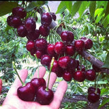 Rainier Cherry Fruit Seeds | 🍒Flat 50% Savings🍒 ( Buy 1 Get 1 Free )-200 Seeds