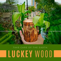 Lucky Brazil Wood Potted Plant | 🔥 BUY 1 GET 3 FREE- OFFER ONLY FOR TODAY🔥SRSR