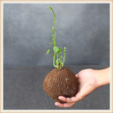 Stephania Erecta - Money Plant | 🔥 BUY 1 GET 2 FREE- OFFER ONLY FOR TODAY🔥SRSR