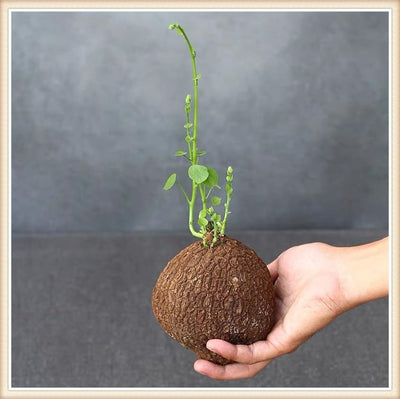 Stephania Erecta - Money Plant | 🔥 BUY 1 GET 2 FREE- OFFER ONLY FOR TODAY🔥SRSR