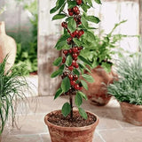 Rainier Cherry Fruit Seeds | 🍒Flat 50% Savings🍒 ( Buy 1 Get 1 Free )-200 Seeds