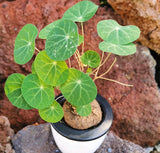 Stephania Erecta - Money Plant | 🔥 BUY 1 GET 2 FREE- OFFER ONLY FOR TODAY🔥SRSR