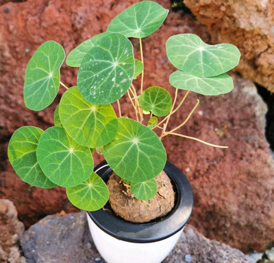 Stephania Erecta - Money Plant | 🔥 BUY 1 GET 2 FREE- OFFER ONLY FOR TODAY🔥SRSR