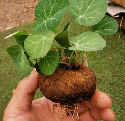 Stephania Erecta - Money Plant | 🔥 BUY 1 GET 2 FREE- OFFER ONLY FOR TODAY🔥SRSR