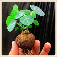 Stephania Erecta - Money Plant | 🔥 BUY 1 GET 2 FREE- OFFER ONLY FOR TODAY🔥SRSR
