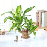Lucky Brazil Wood Potted Plant | 🔥 BUY 1 GET 3 FREE- OFFER ONLY FOR TODAY🔥