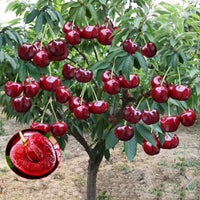Rainier Cherry Fruit Seeds | 🍒Flat 50% Savings🍒 ( Buy 1 Get 1 Free )-200 Seeds