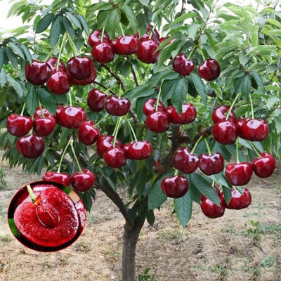 Rainier Cherry Fruit Seeds | 🍒Flat 50% Savings🍒 ( Buy 1 Get 1 Free )-200 Seeds