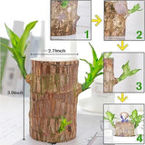 Lucky Brazil Wood Potted Plant | 🔥 BUY 1 GET 3 FREE- OFFER ONLY FOR TODAY🔥SRSR