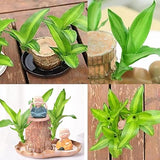 Lucky Brazil Wood Potted Plant | 🔥 BUY 1 GET 3 FREE- OFFER ONLY FOR TODAY🔥SRSR