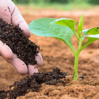 Organic Vermicompost🔥LIMITED TIME OFFER🔥 500 Gram