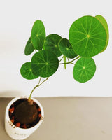 Stephania Erecta - Money Plant | 🔥 BUY 1 GET 2 FREE- OFFER ONLY FOR TODAY🔥DA