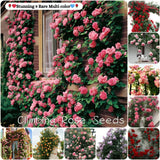 💥💥Climbing Rose Flower Seeds--Year Round Blooming (UK Imported)💥💥200Gram New