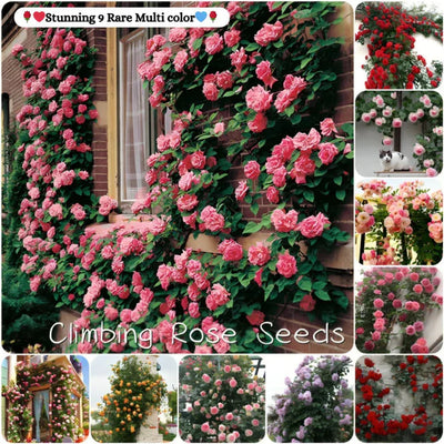 💥💥Climbing Rose Flower Seeds--Year Round Blooming (UK Imported)💥💥200Gram New