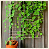 Stephania Erecta - Money Plant | 🔥 BUY 1 GET 2 FREE- OFFER ONLY FOR TODAY🔥SRSR