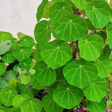 Stephania Erecta - Money Plant | 🔥 BUY 1 GET 2 FREE- OFFER ONLY FOR TODAY🔥DA