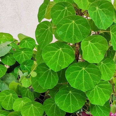 Stephania Erecta - Money Plant | 🔥 BUY 1 GET 2 FREE- OFFER ONLY FOR TODAY🔥SRSR