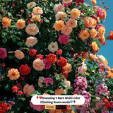 💥💥Climbing Rose Flower Seeds--Year Round Blooming (UK Imported)💥💥200Gram New