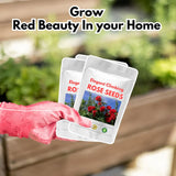 💥💥Climbing Rose Flower Seeds--Year Round Blooming (UK Imported)💥💥200Gram New