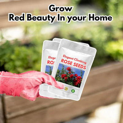 💥💥Climbing Rose Flower Seeds--Year Round Blooming (UK Imported)💥💥200Gram New