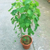 Stephania Erecta - Money Plant | 🔥 BUY 1 GET 2 FREE- OFFER ONLY FOR TODAY🔥DA