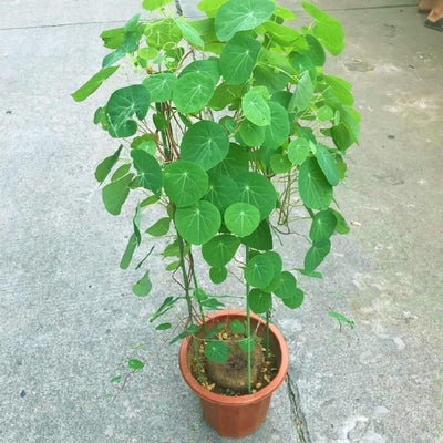 Stephania Erecta - Money Plant | 🔥 BUY 1 GET 2 FREE- OFFER ONLY FOR TODAY🔥DA