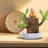 Lucky Brazil Wood Potted Plant | 🔥 BUY 1 GET 3 FREE- OFFER ONLY FOR TODAY🔥SRSR