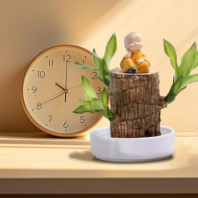 Lucky Brazil Wood Potted Plant | 🔥 BUY 1 GET 3 FREE- OFFER ONLY FOR TODAY🔥SRSR