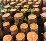 Lucky Brazil Wood Potted Plant | 🔥 BUY 1 GET 3 FREE- OFFER ONLY FOR TODAY🔥SRSR