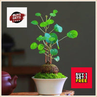 Stephania Erecta - Money Plant | 🔥 BUY 1 GET 2 FREE- OFFER ONLY FOR TODAY🔥DA