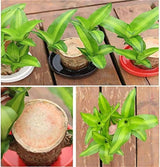 Lucky Brazil Wood Potted Plant | 🔥 BUY 1 GET 3 FREE- OFFER ONLY FOR TODAY🔥SRSR
