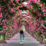 💥💥Climbing Rose Flower Seeds--Year Round Blooming (UK Imported)💥💥200Gram New