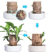 Lucky Brazil Wood Potted Plant | 🔥 BUY 1 GET 3 FREE- OFFER ONLY FOR TODAY🔥SRSR