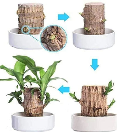 Lucky Brazil Wood Potted Plant | 🔥 BUY 1 GET 3 FREE- OFFER ONLY FOR TODAY🔥SRSR