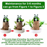 Lucky Brazil Wood Potted Plant | 🔥 BUY 1 GET 3 FREE- OFFER ONLY FOR TODAY🔥SRSR