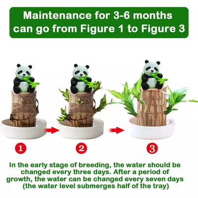 Lucky Brazil Wood Potted Plant | 🔥 BUY 1 GET 3 FREE- OFFER ONLY FOR TODAY🔥SRSR